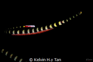 Banded pipefish with eggs by Kelvin H.y Tan 